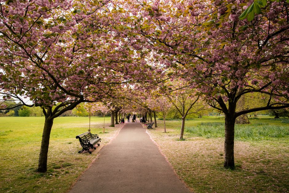 A paved pathway through a park lined with cherry blossom trees in full bloom, their pink petals creating a canopy overhead. The scene shows a row of benches along the path, some situated beneath the b