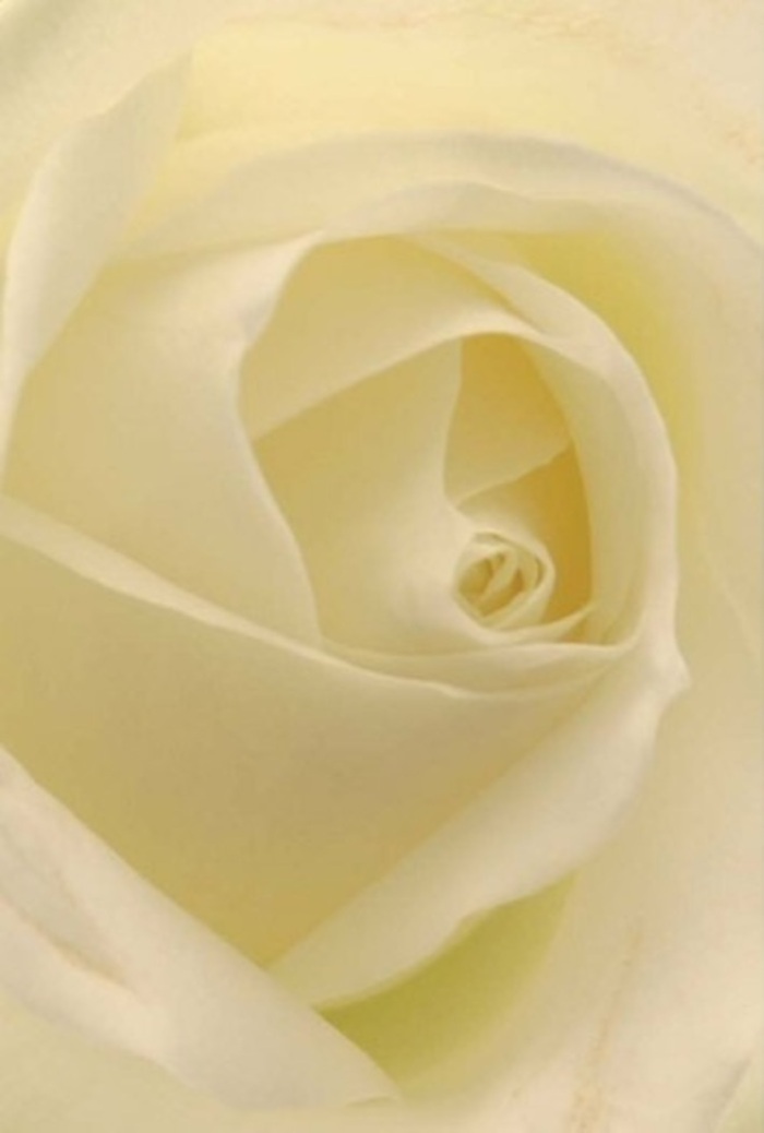 Seen from up close, this classic white rose appears as a meditation on tranquility and subtlety, with layers of creamy petals gently blending into shades of soft ivory under the careful glow of natural North London light. The bloom itself seems illuminated from within, as if drawing in the calm of a Stoke Newington afternoon and releasing it with quiet poise. Each petal is meticulously arranged, their crescent edges unfurling with grace and a painterly sense of depth-perfect for capturing the attention of anyone passing by a flower shop near Clissold Crescent or Wilmer Place. The rose's form suggests both strength and vulnerability, its perfection inspiring thoughts of purity, resilience, and timeless affection. For a local wedding, an anniversary, or as an expression of heartfelt apology, this floral masterpiece would serve as both an anchor and a celebration within any arrangement. The suggestion of a clean, refreshing fragrance lingers in the mind, perfectly attuned to the reflective mood of Stoke Newington's community spaces. More than a bloom, it is a testament to both nature's artistry and the dedication of local florists-an offering suitable for any heartfelt occasion, radiating serenity and unspoken grace throughout the N16 area.